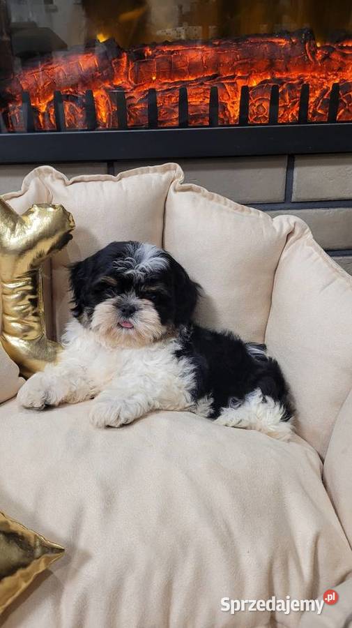 Śliczna suczka shih tzu z wyprawką małopolskie Kraków