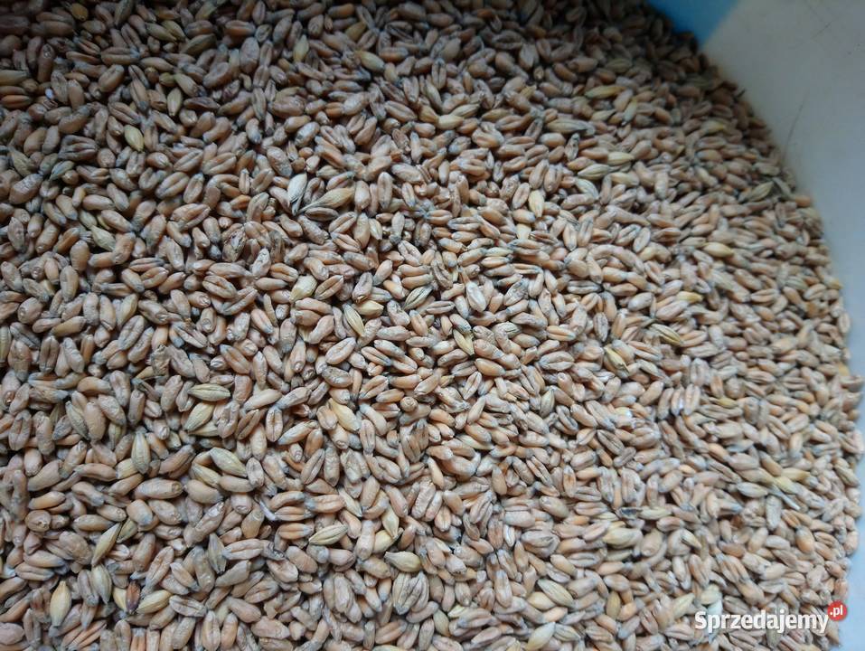 Pszenica ekologiczna jara MonsunSprzedaż jedynie świętokrzyskie Bukowa