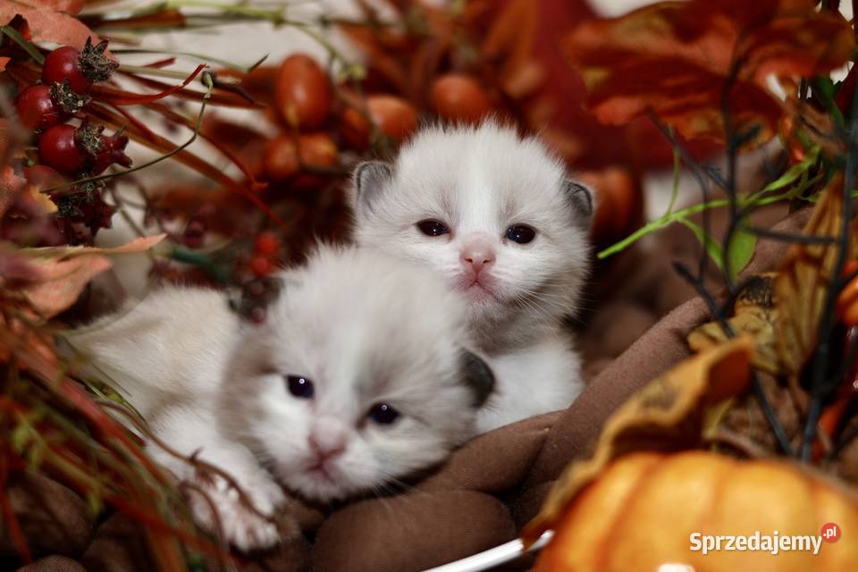 Ragdoll bracia bicolor Piorunówek