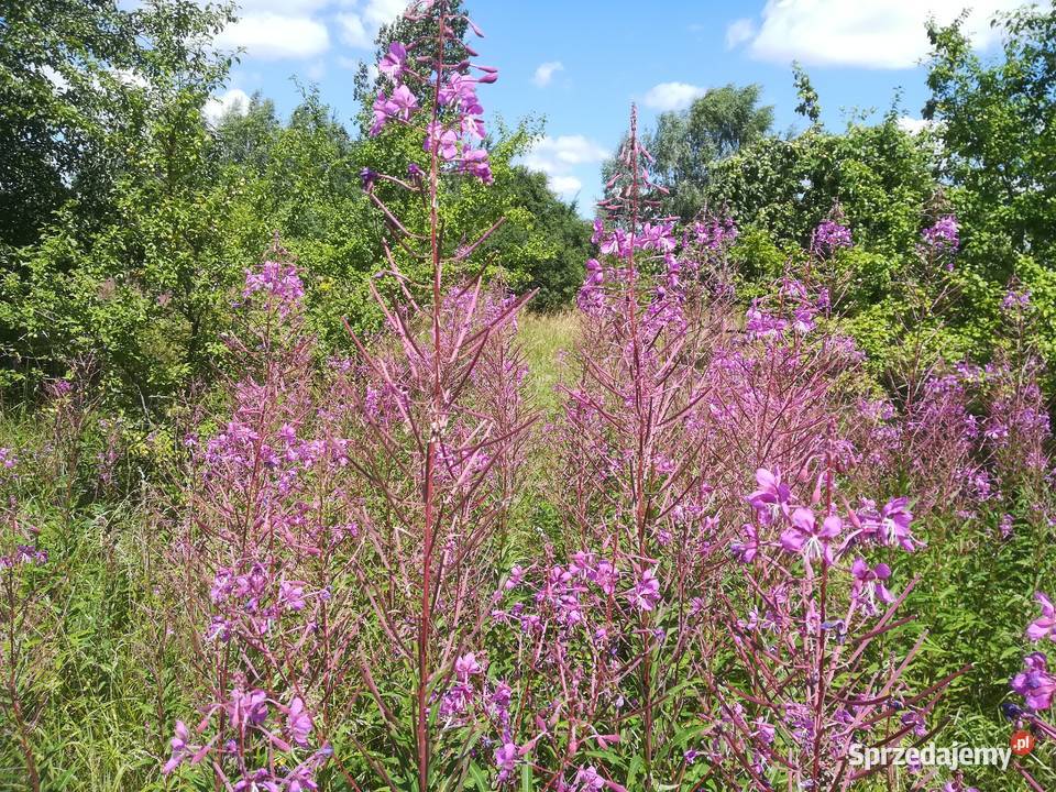 Sprzedam nasiona wierzbówki kipszycy Iwan Czaj Ozierany Małe