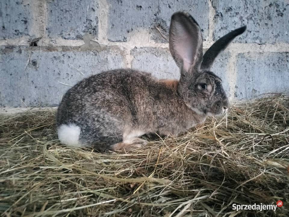Samice Belg Olbrzym świętokrzyskie Pacanów