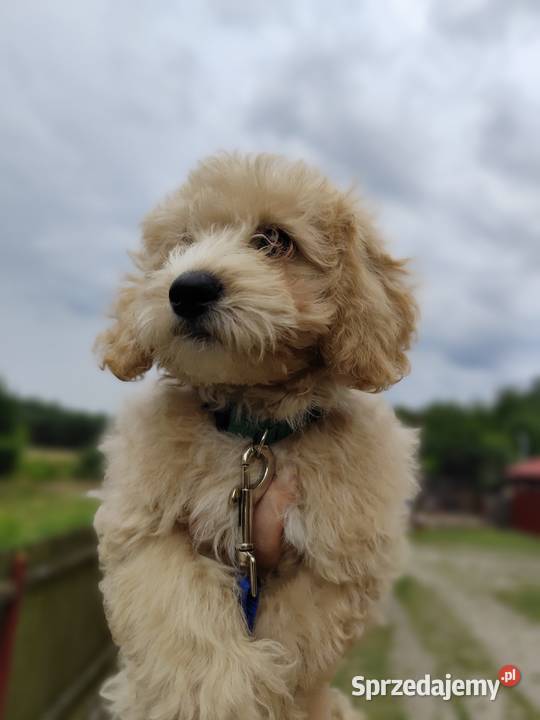 Maltipoo chłopcy F1b Tereszpol-Zygmunty