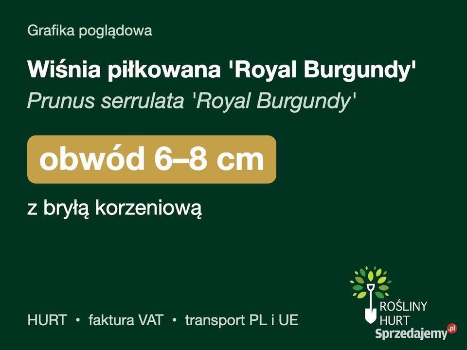 Wiśnia piłkowana Royal Burgundy obwód 68 z bryłą