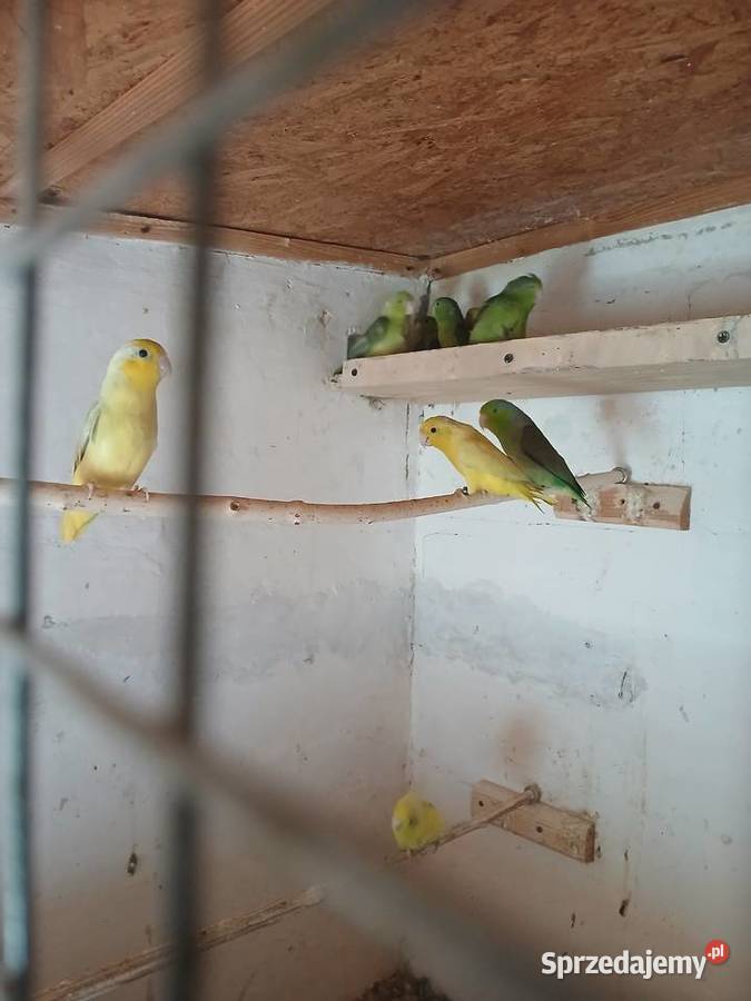 Sprzedam wróbliczki Ptaki Rżyska sprzedam