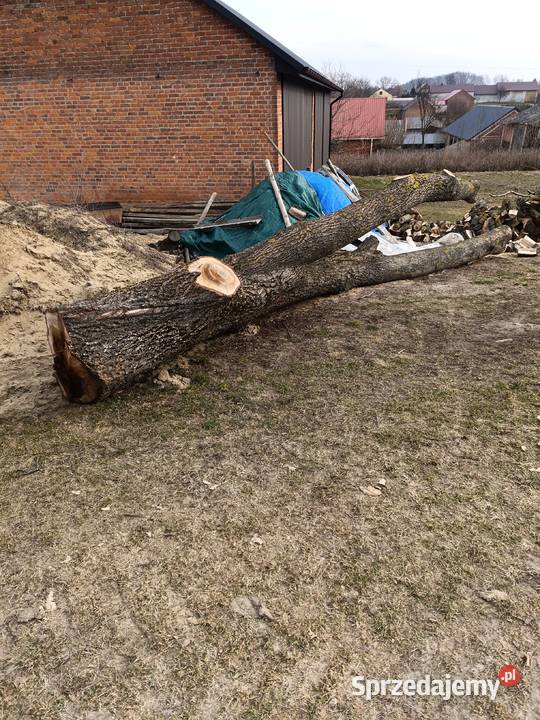 Orzech włoski pień Janów Lubelski