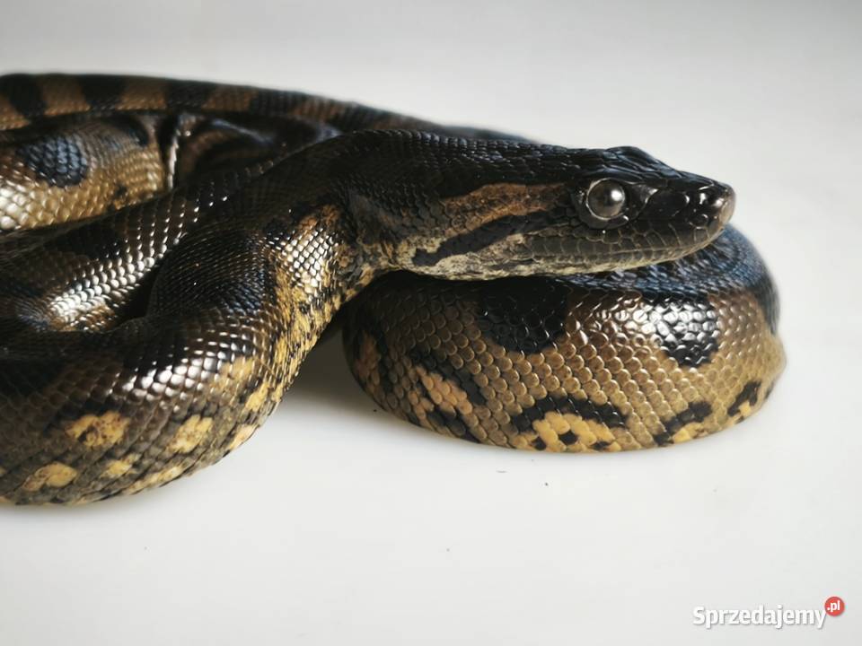 anakonda zielona młody osobnik samica dolnośląskie Wałbrzych
