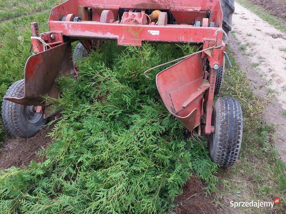 Tuja brabant 80 120 Żywopłot Sławno