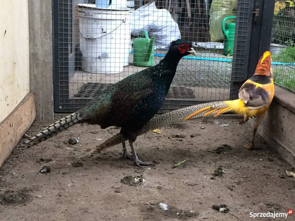 Bażant 21 Mongolski Łowny