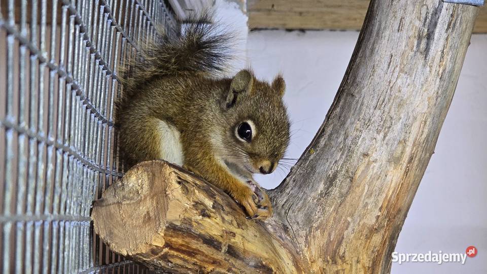 Wiewiórka HUDSONA samiec 2025r Sierakówko sprzedam