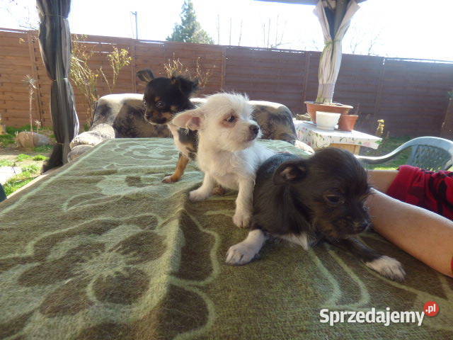 Śliczne Chihuahua pieski i sunie Ślesin