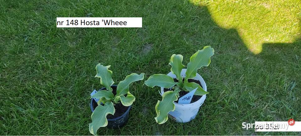 Hosta Stiletto opolskie Opole