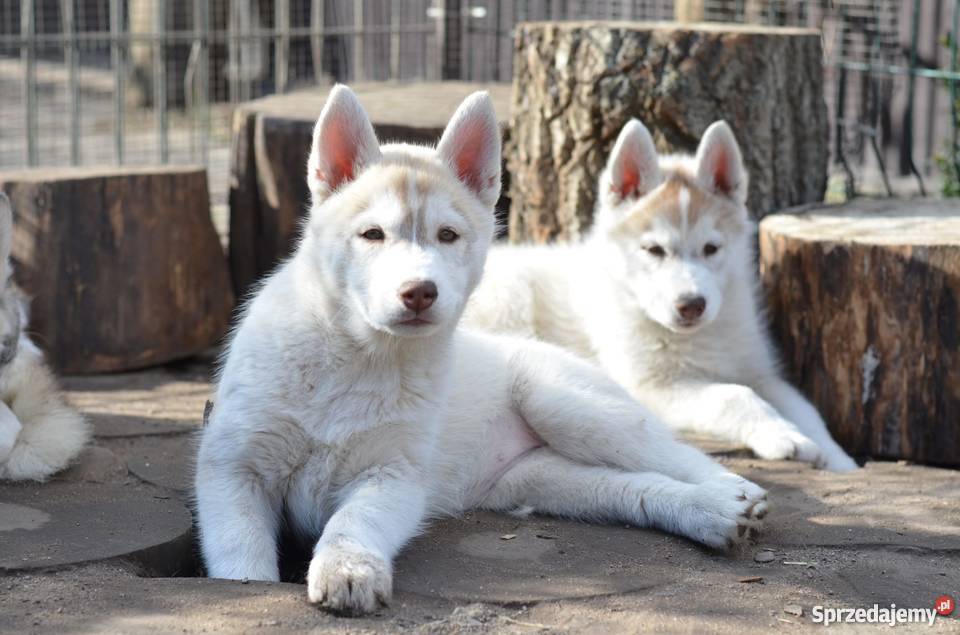 siberian husky rodowodowe szczenięta