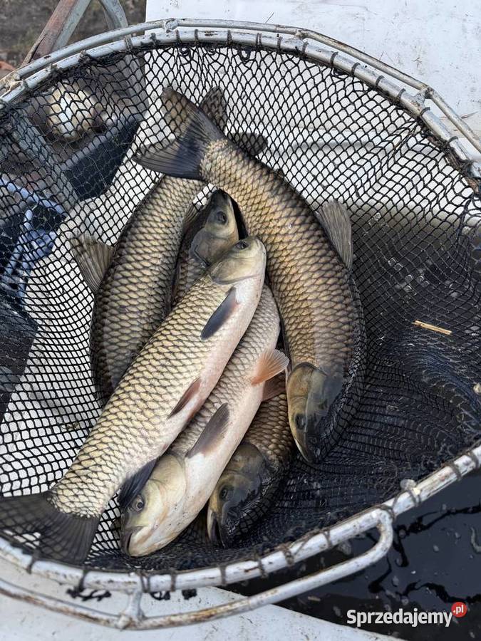 Karp amur kroczeknarybek handlowy lubelskie Machnów Stary