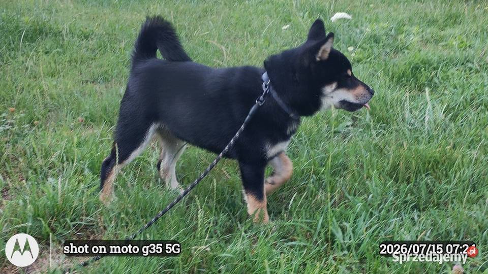 SHIBA INU czteromiesięczny świetny szczeniaczek Bychawka Trzecia