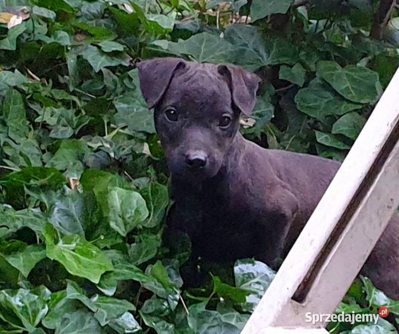Patterdale Terrier nie Jagdterier ZKwP FCI Brzeziny