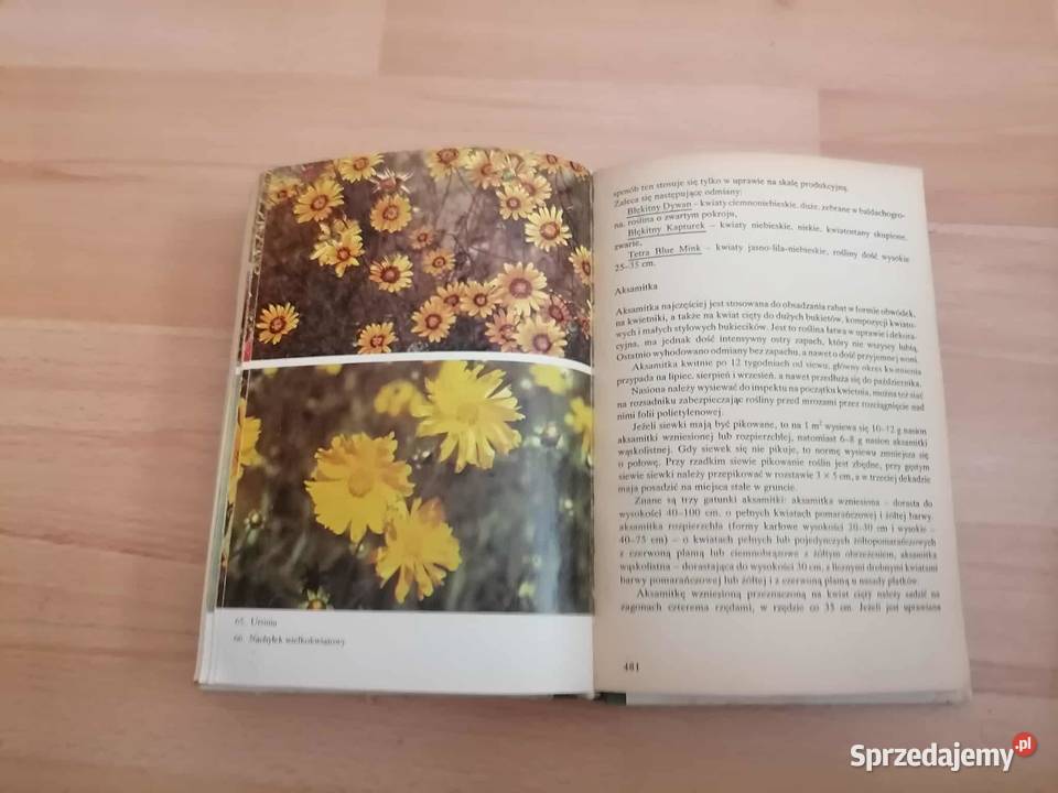 Działka Moje Hobby 1984 Wałbrzych sprzedam