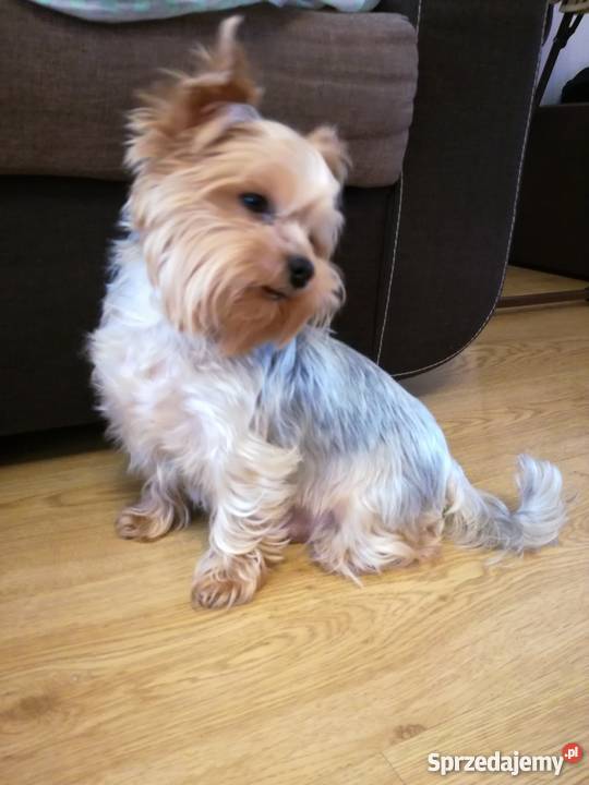 York Włocławek sprzedam