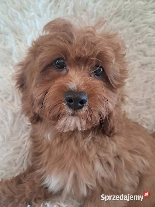 Cavapoo piesek red mama cavalier tata pudel toy świętokrzyskie Busko-Zdrój