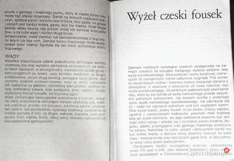 Wyżły kontynentalne Mój pies Edward Frankiewicz Chełm sprzedam