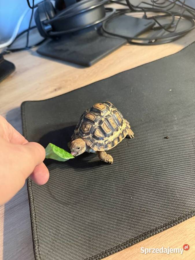 Żółw lamparci Gdańsk