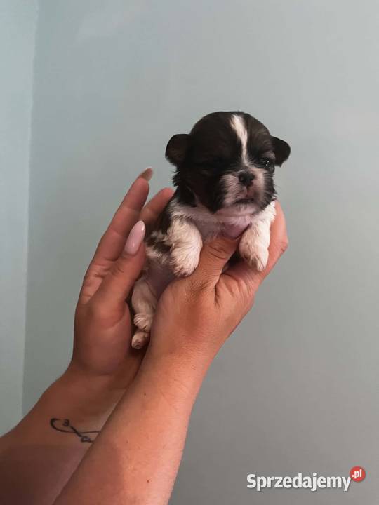 Mini sunia shih tzu Ciechocin