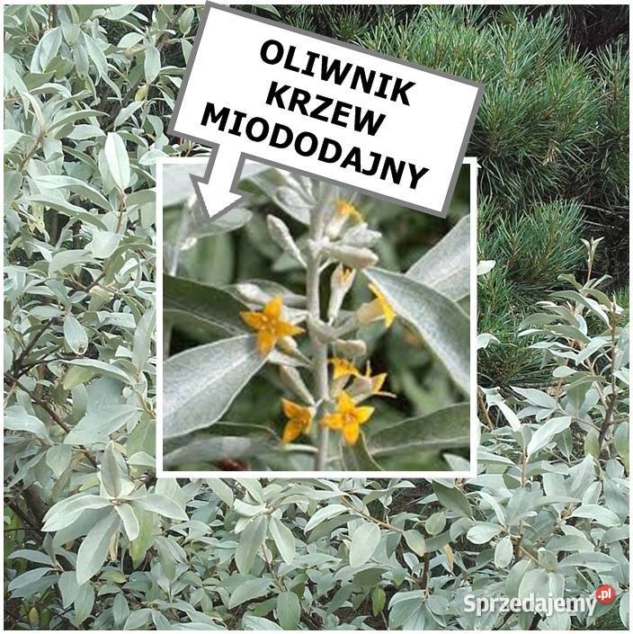 TAWUŁA JAPOŃSKA krzew ozdobny inne roślinyWYSY Łódź