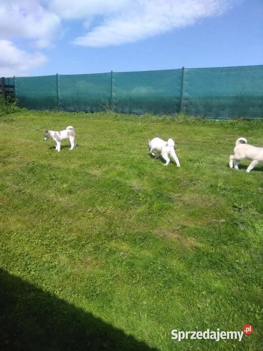 Łajka Zachodniosyberyjska Kłodzko