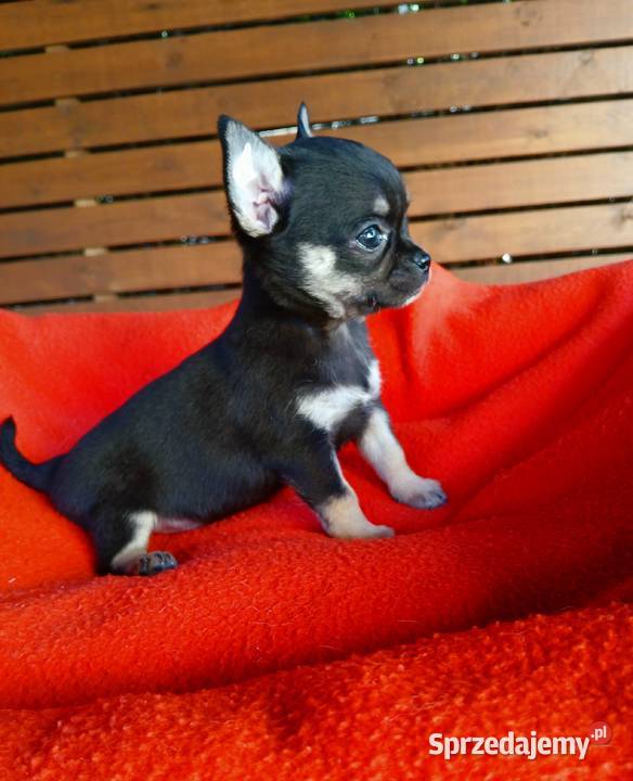 Piękne suczki chihuahua Płock