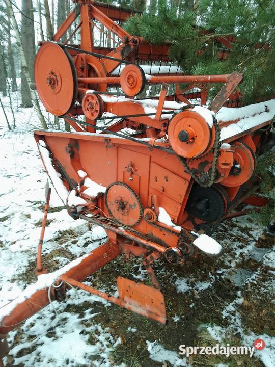 Heder bizon Węgrów