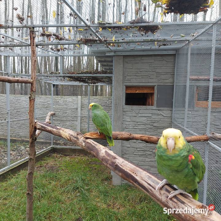 Amazonka niebieskoczelna samica Amazonka oratrix Wieruszów