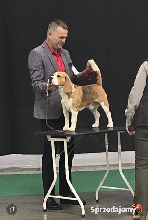 Piesek Beagle ZkwpFCI Championach DNA Beagle Sułkowice