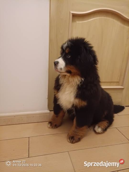 Piesek Berneński Pasterski Jeleniewo