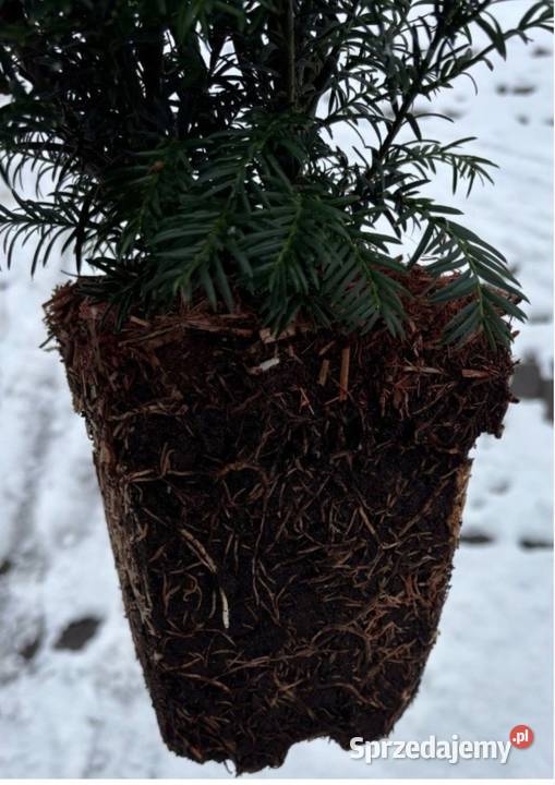 Cis Groenland mega sadzonka gęsta na żywopłot wielkopolskie Osiny