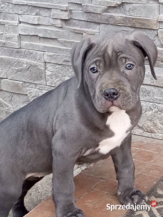 Alano Espanol suczka dolnośląskie Świdnica Polska