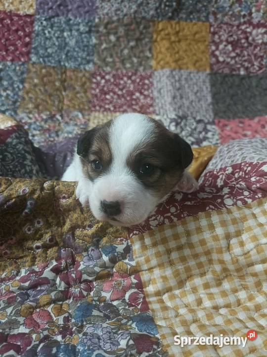 Wzorcowy gładki Jack Russell piękny exterrier Zwierzęta Krapkowice