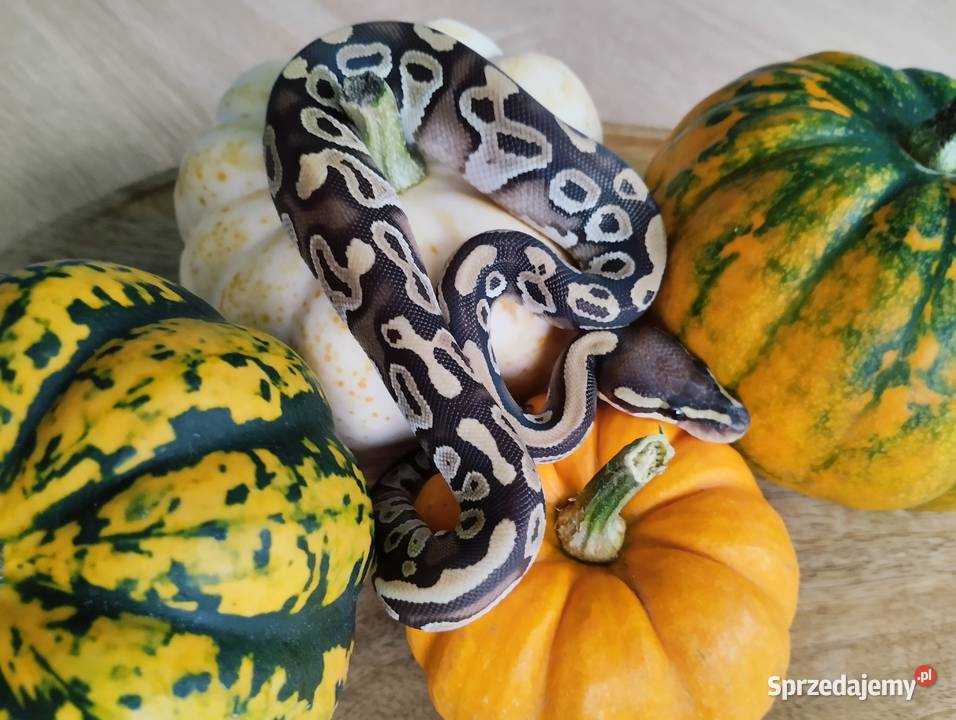 Wąż węże pyton królewski Reda