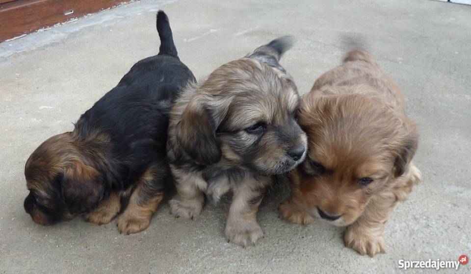 Oddam miłe szczeniaki Nowe Brzesko