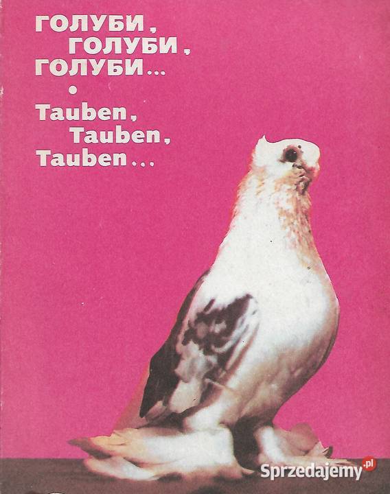 Gołębie WSaradshan miękka Puławy sprzedam