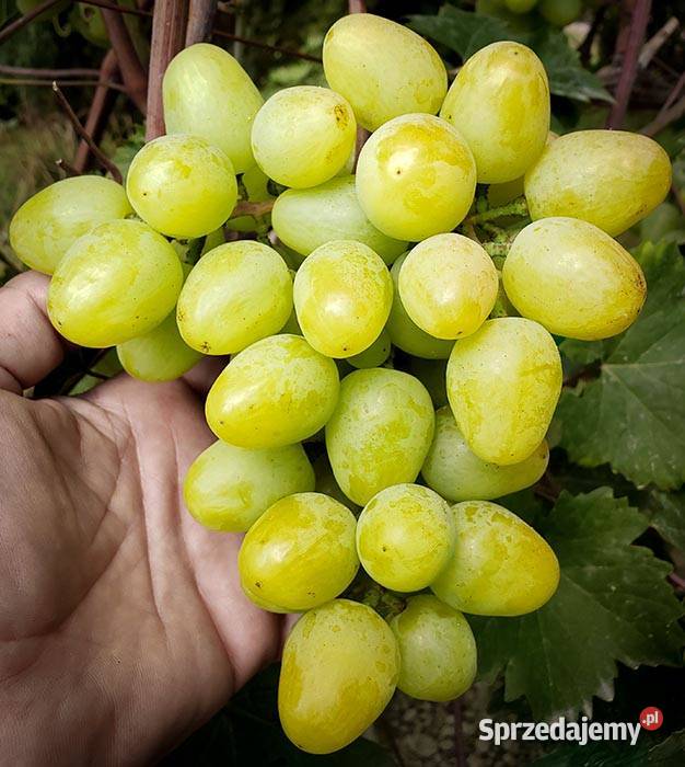 Winogron sadzonki winorośli deserowych Świdnik