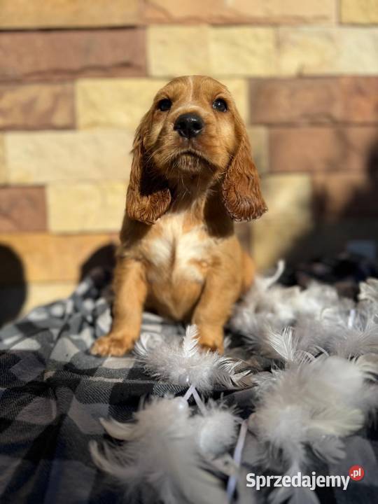 Śliczny piesek Cocker Spaniel Angielki Gold z Kraków
