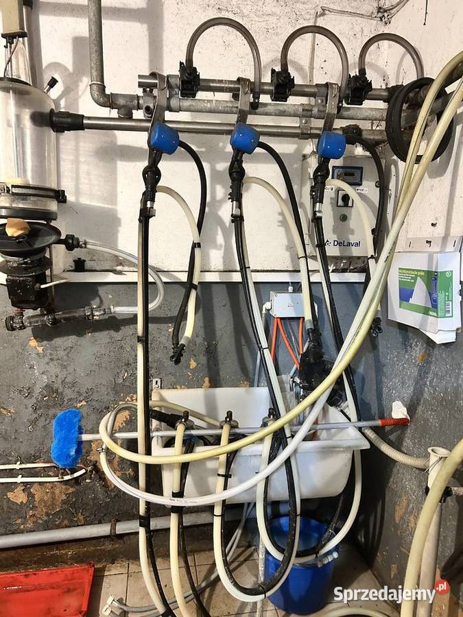 Dojarka przewodowa mazowieckie Kołaki Wielkie