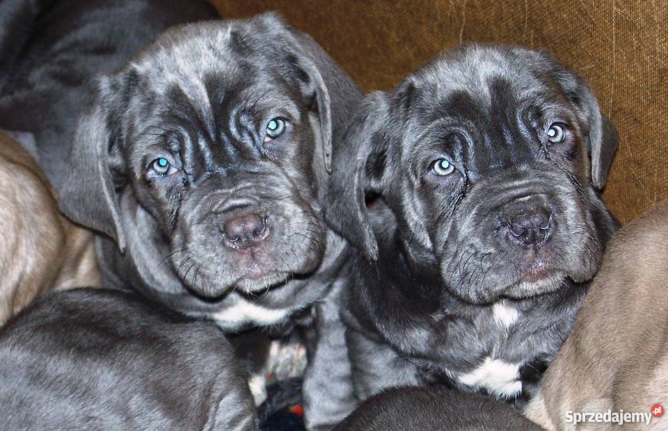 Mastino Napoletano szczenięta Rumia