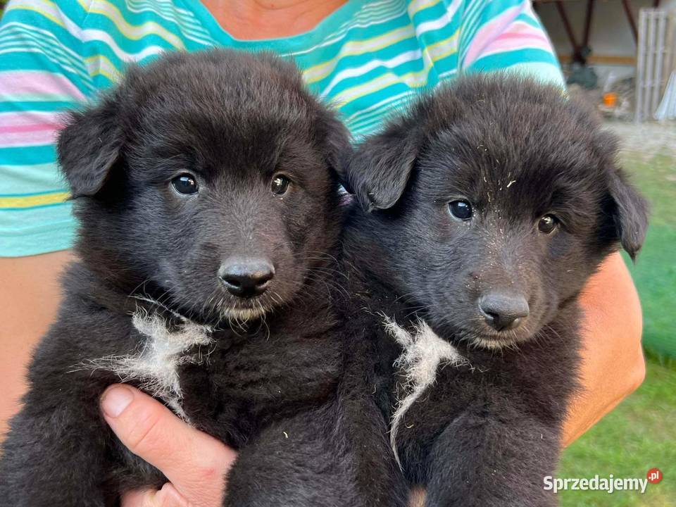 Owczarek belgijski groenendeal małopolskie Tarnów