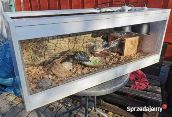 Sprzedam żółwia i terrarium kujawsko-pomorskie Toruń