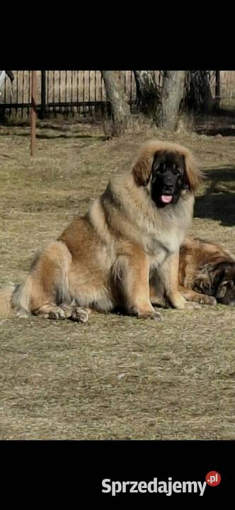 Leonberger szczeniaki Sławoborze