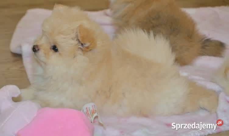 SZPIC MINIATUROWY POMERANIAN PIĘKNE KREMOWE Drogusza