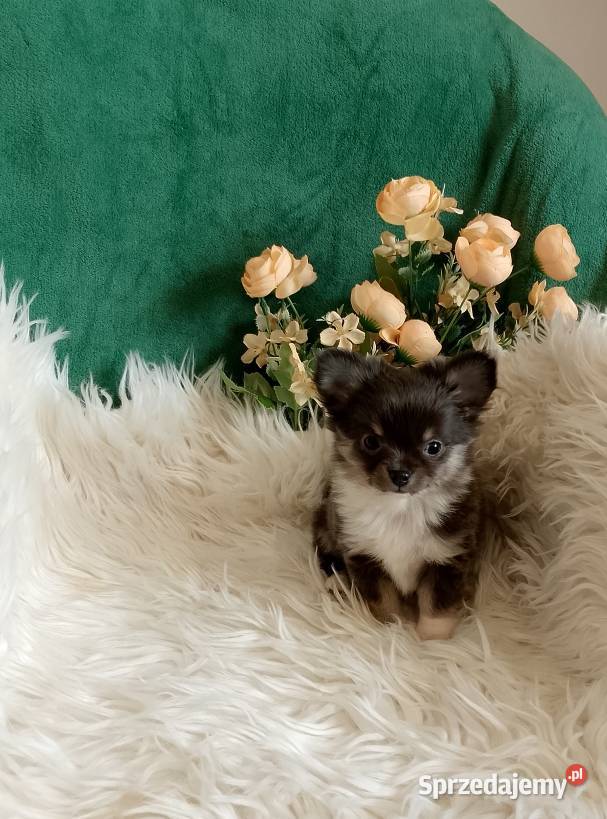 Chihuahua chłopiec długowłosy Szczucin