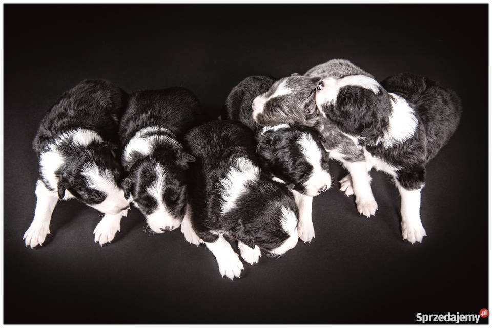 BORDER COLLIE ZKWP FCI Cieszyn sprzedam