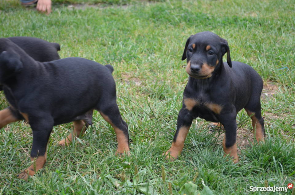 Sprzedam male dobermany Radom sprzedam