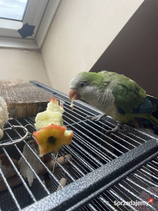 Papuga mnich nizinny Wrocław